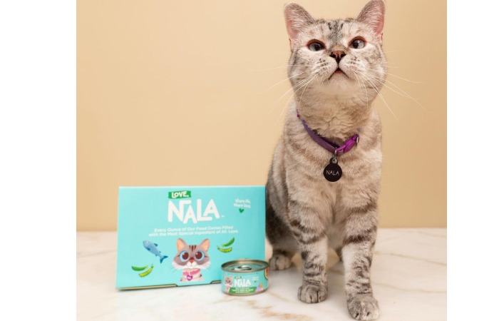 Meet Nala Cat 14